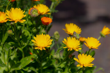 Selective focus of orange Calendula officinalis flowers in garden, Pot Marigold, Ruddles, Mary's gold or Scotch marigold is a flowering plant in the daisy family Asteraceae, Nature floral background.