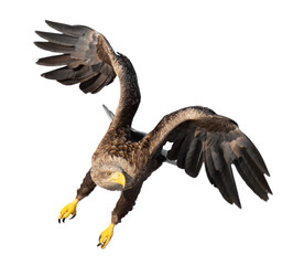 Majestic predator White-tailed Eagle (Haliaeetus albicilla) in flight