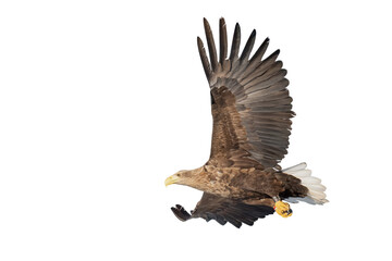 Majestic predator White-tailed Eagle (Haliaeetus albicilla) in flight