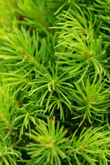 Spruce Picea glauca close-up in the garden.