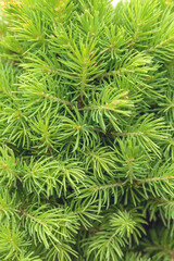 Thin green spruce needles. Floral background.