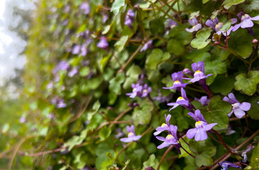 purple flowers are growing on a bush with green leaves.