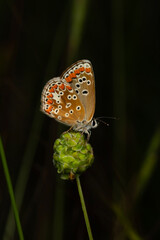 Butterfly. Aricia agestis Brown Argus. Nature background. 