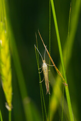 Coleophora gallipennella. Green nature backgroun. Close up photo.