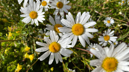 daisies flower with rain drops