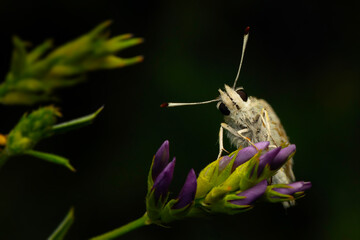 Butterfly. Spialia orbifer. Orbed Red underwing Skipper. Nature background. 