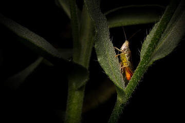 Close up photo of green grasshopper. Black background. 