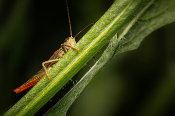 Close-up photo of grasshopper. Nature background. 