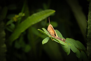 Close-up photo of grasshopper. Nature background. 