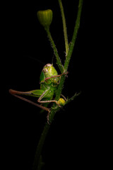 Close-up photo of grasshopper. Nature background. 