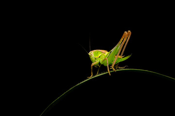 Close-up photo of grasshopper. Nature background. 