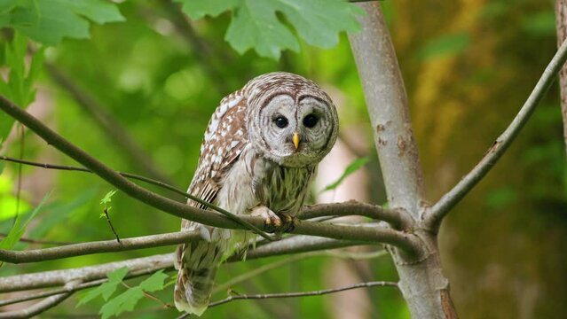 Barred owl (Strix Varia) looking at the camera from underneath a Big Leaf maple branch blowing in the wind in the Pacific Northwest rainforest.
