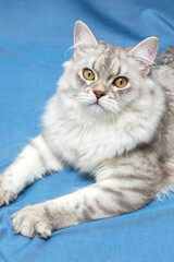 A very beautiful grey Scottish kitten with brown eyes. It lies on a blue background and looks at you. He lets out his claws, prepares to jump. Wallpaper, postcard. Soft focus.