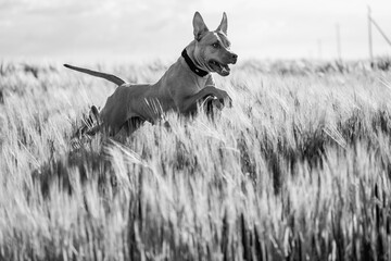 Portrait of a purebred American Pit Bull Terrier dog. Black and white photo.