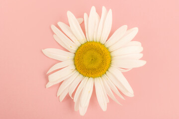Large chamomile on a pink background