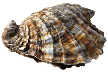 Beautiful close-up of a large, textured seashell with intricate patterns and natural colors, isolated on a white background.