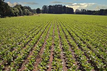 Plantação de soja com céu azul e bosque no fundo