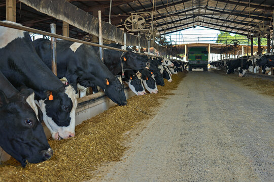 Vaca leiteira comendo silagem