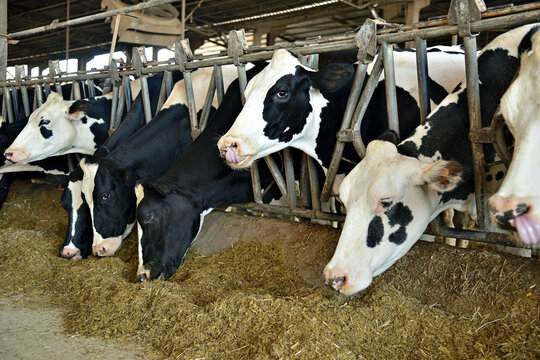 Vaca leiteira comendo silagem   