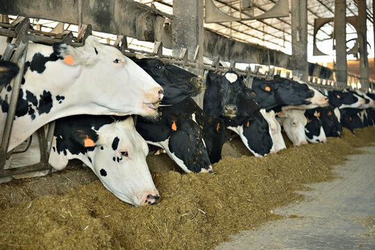 Vaca leiteira comendo silagem