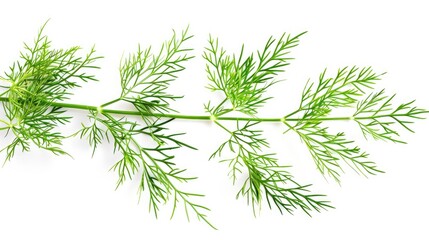 Dill on a white background