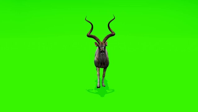 Experience the elegance of a Kudu antelope in motion against a green screen, ideal for educational videos and creative editing.
