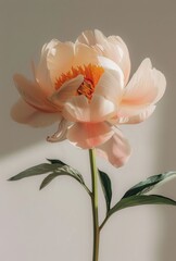 Obraz premium Single Pale Pink Peony Flower in Sunlight Against a White Wall