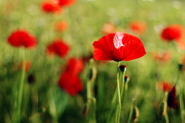 Red poppy flowers in the field