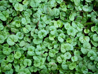 close-up dichondra grass on the ground