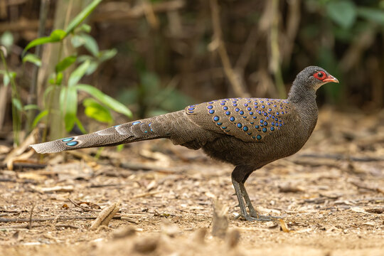Germain's Peacock-Pheasant standing on the forest floor at Cat Tien National Park