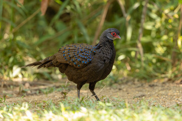 Germain's Peacock-Pheasant standing on the forest floor at Cat Tien National Park