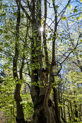 Big Fatra mountains scenery, Slovakia