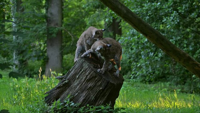 Eurasian lynx (Lynx lynx) two juveniles playing on tree trunk in forest