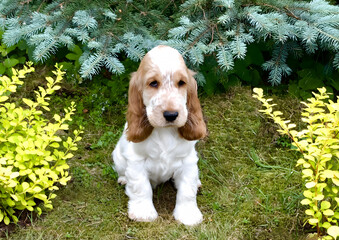 Portrait of a purebred English Cocker Spaniel puppy. The color is white and red. Two months old. Summer. The puppy sits on the grass and looks into the frame.A spruce tree is visible in the background