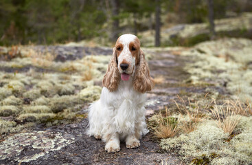 Portrait of a purebred English Cocker Spaniel. The color is white and red. Age four years. Summer. Wild nature. The dog sits on a path among the moss and looks into the frame.The background is blurred