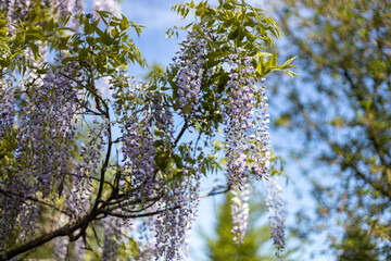 Selective focus of purple flowers Wisteria sinensis or Blue rain. Flowering Japanese Wisteria tree in garden. Beautiful outdoor floral background