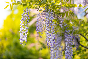 Selective focus of purple flowers Wisteria sinensis or Blue rain. Flowering Japanese Wisteria tree in garden. Beautiful outdoor floral background