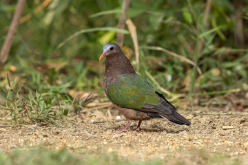 Asian Emerald Dove perched on the forest floor