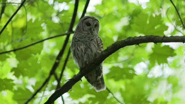 Barred owl (Strix Varia) perched in a Big Leaf Maple tree rousing its feather then flying away in the Pacific Northwest rainforest.