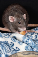 Dumbo pet rat