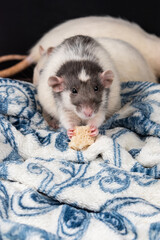 Dumbo pet rat