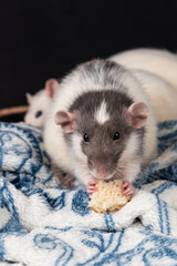 Dumbo pet rat
