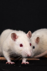 Albino pet rat