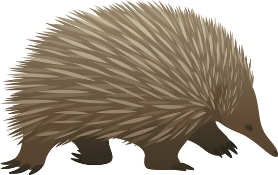 Realistic color vector illustration of echidna. Wild animal graphic. Mammal isolated on white background. Wildlife of Australia.