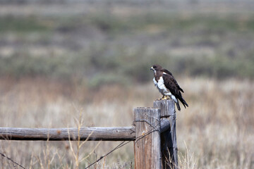 A Swainson's Hawk atop a fencepost on the prairie  at Maxwell National Wildlife Refuge in New Mexico