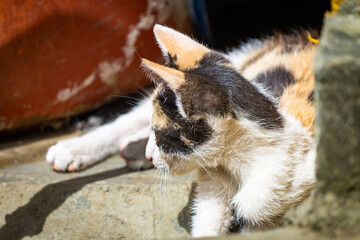 Little beautiful cute adorable little calico tortoiseshell kitten cat  looking at his side, perhaps...
