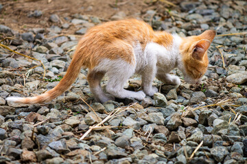 Beautiful Orange White Munchkin kitten cat looking for a prey, cute yet funny, Searching hunting for something, rocky background.