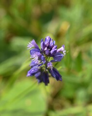 Polygale commun, Common Milkwort, Polygala vulgaris fleurissant dans une prairie ensoleill&eacute;e.
