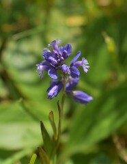 Polygale commun, Common Milkwort, Polygala vulgaris fleurissant dans une prairie ensoleillée.
