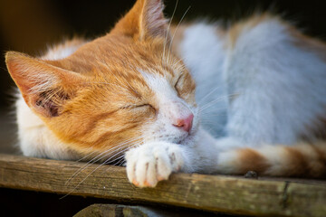 Orange Cat Munchkin sleeping peacefully, nice dark background.